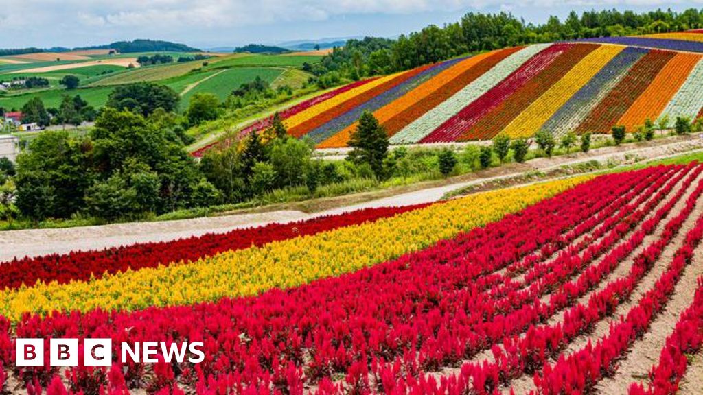 Japan's gamble to turn island of flowers into global chip hub