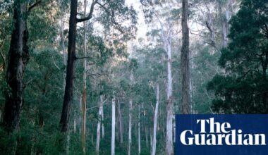 Will Labor’s environment laws actually address Australia’s biodiversity crisis? Five reasons to be concerned | Australian politics