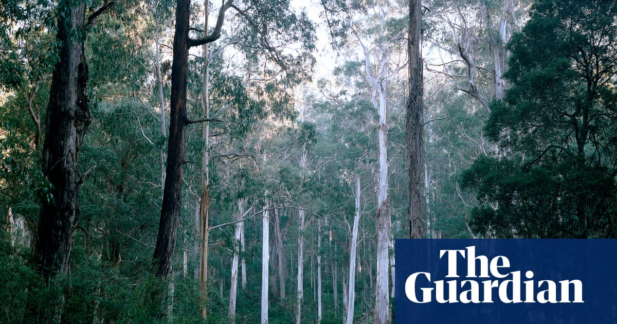 Will Labor’s environment laws actually address Australia’s biodiversity crisis? Five reasons to be concerned | Australian politics