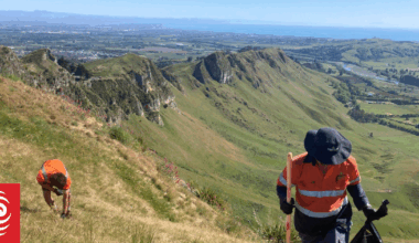 Te Mata Peak discovery sparks warning to landowners over invasive weed