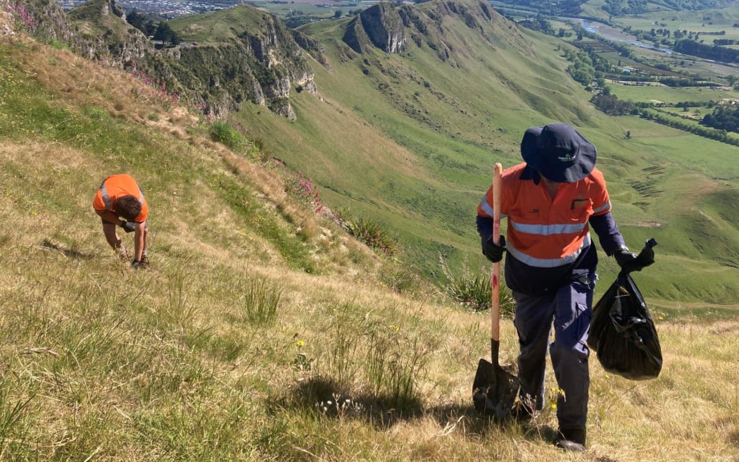 Te Mata Park caretakers removing Chilean needle grass from the area.
