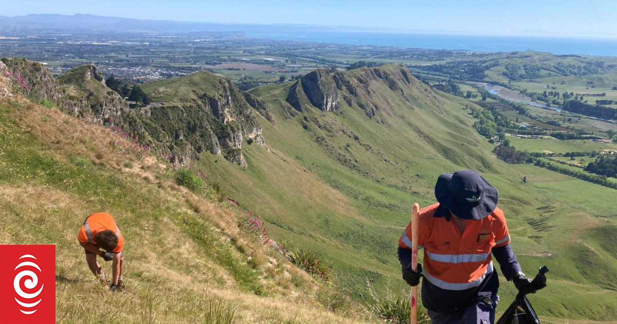 Te Mata Peak discovery sparks warning to landowners over invasive weed
