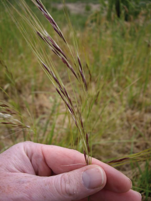 Invasive pest Chilean needle grass has sharp, needle-like seeds.