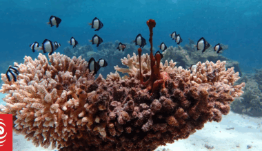 New survey reveals mass coral death at Australia's Ningaloo Reef as critical summer looms