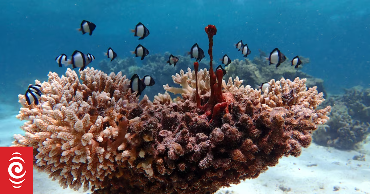 New survey reveals mass coral death at Australia's Ningaloo Reef as critical summer looms