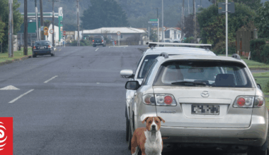 Roaming dogs in Northland: 'People have had enough'