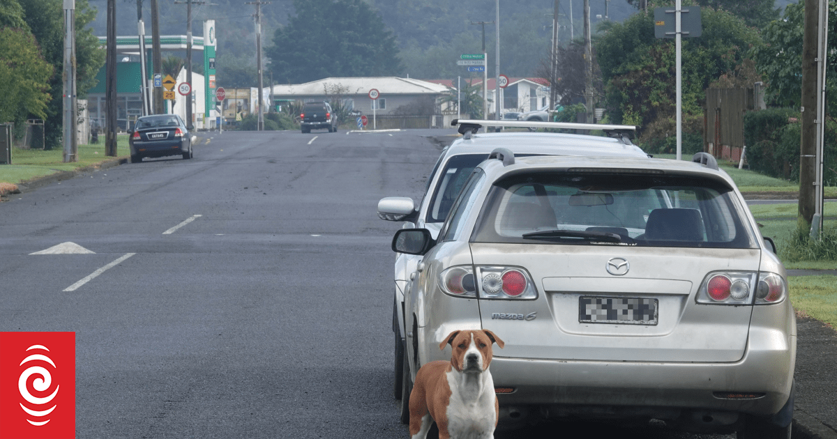 Roaming dogs in Northland: 'People have had enough'