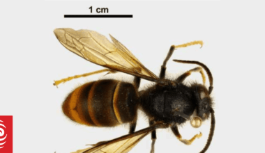 Two more yellow-legged hornet queens found in Aukland's Glenfield brings total to nine