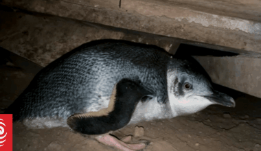Noisy little blue penguins nest under Coromandel home, leaving couple at wit's end