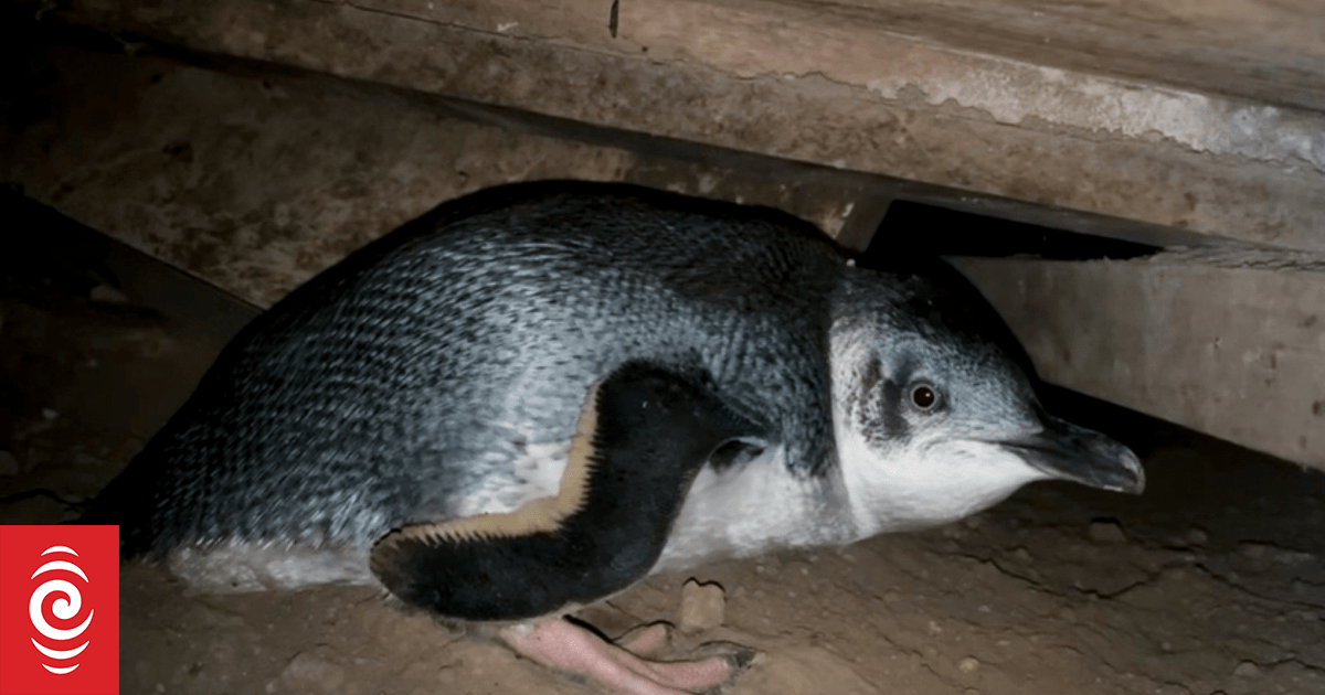 Noisy little blue penguins nest under Coromandel home, leaving couple at wit's end