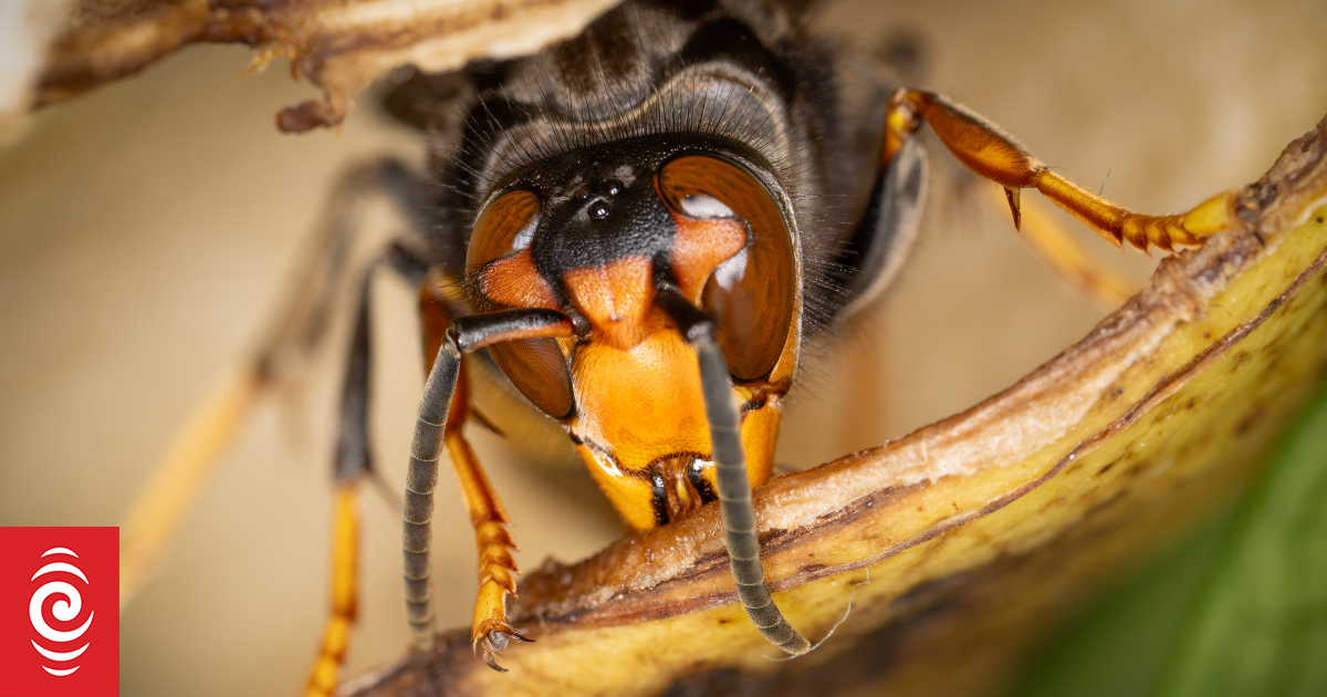 Father and son die after being stung by swarm of 'murder hornets' during Laos holiday