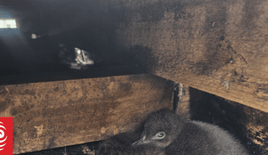 Family puts bach rebuild on hold to accommodate nesting kororā