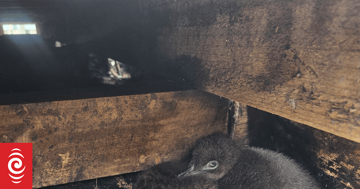 Family puts bach rebuild on hold to accommodate nesting kororā