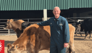 Country Life: Massey University's teaching farm