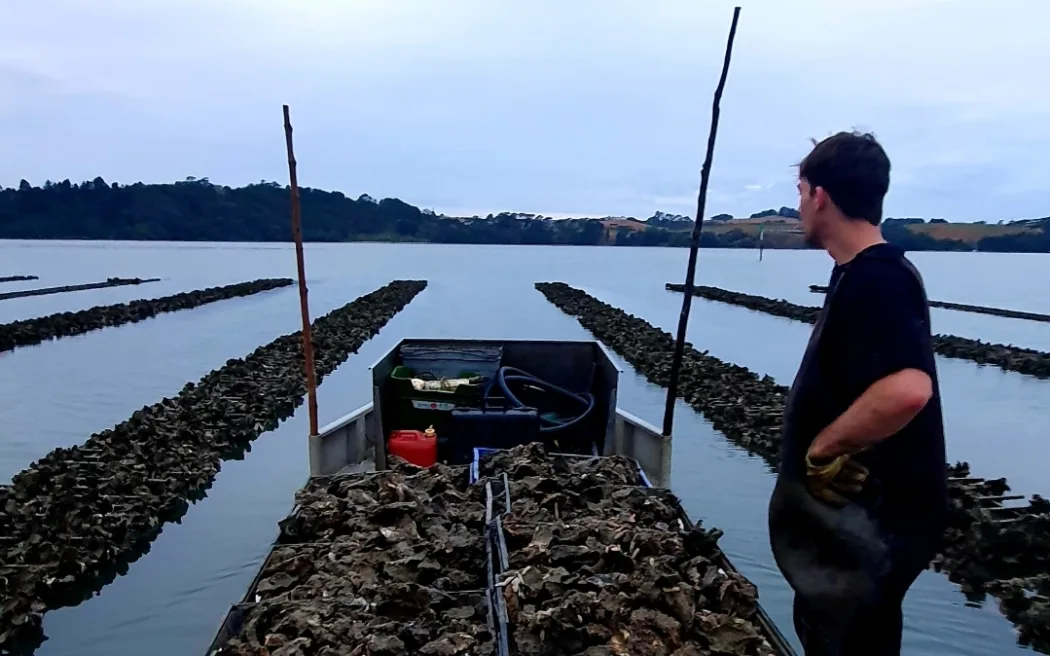 Oyster farmers in the Warkworth area, north of Auckland, fear their businesses won't survive the year. They say the dumping of untreated raw sewage into the Mahurangi Harbour has led to frequent restrictions on their ability to harvest.