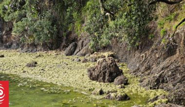 Caulerpa invasion: 'Government isn't taking it as seriously as they need to'