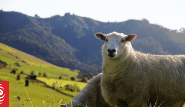 How feral cats spread toxoplasmosis risk across hundreds of Kiwi farms