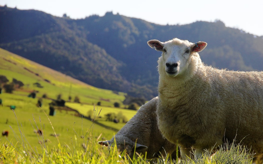 Sheep, Duder Regional Park in Winter, Auckland