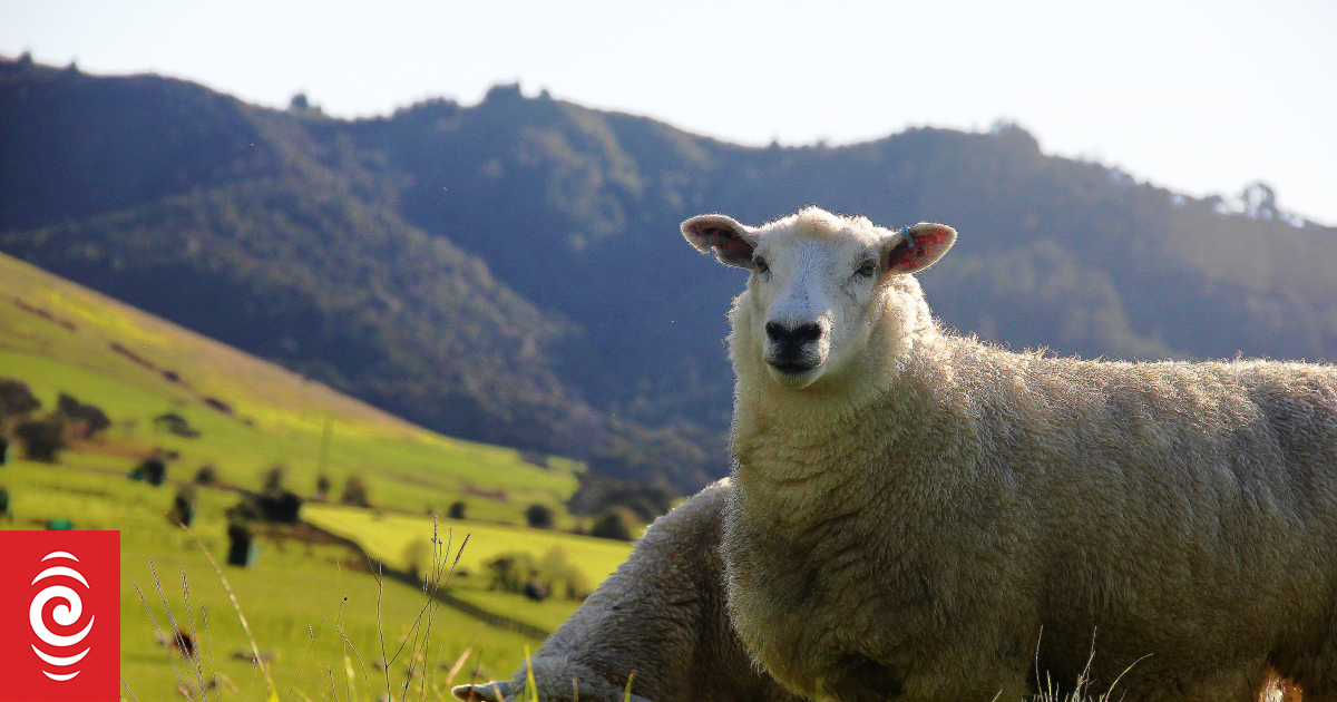 How feral cats spread toxoplasmosis risk across hundreds of Kiwi farms