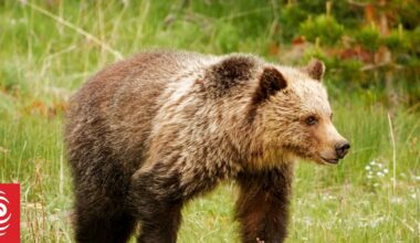 Four in hospital after bear attack on Canada school children