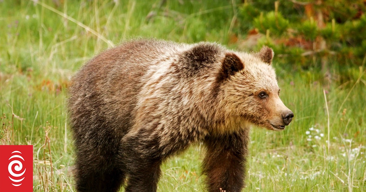 Four in hospital after bear attack on Canada school children