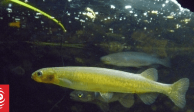 Whitebait species at risk from declining state of waterways