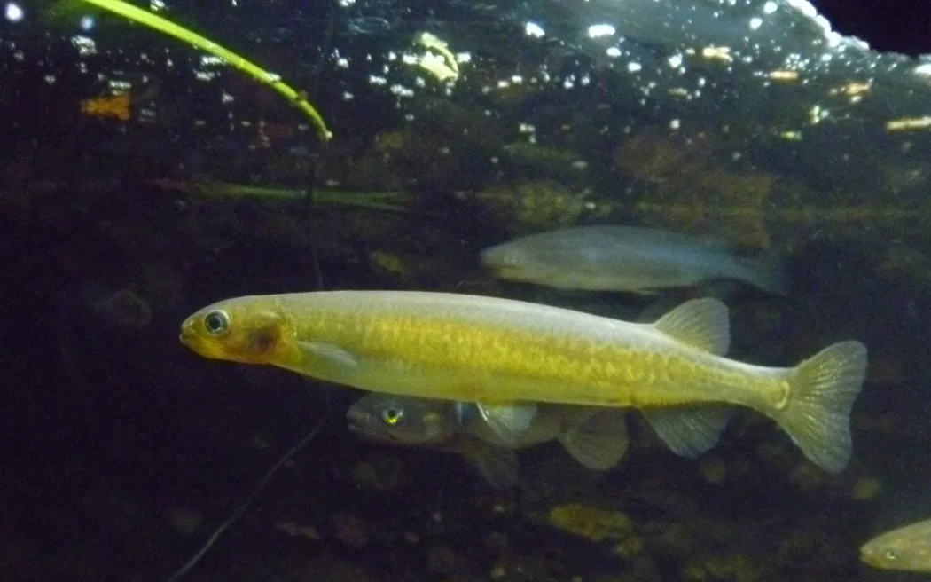 Inanga, a species fished as whitebait.