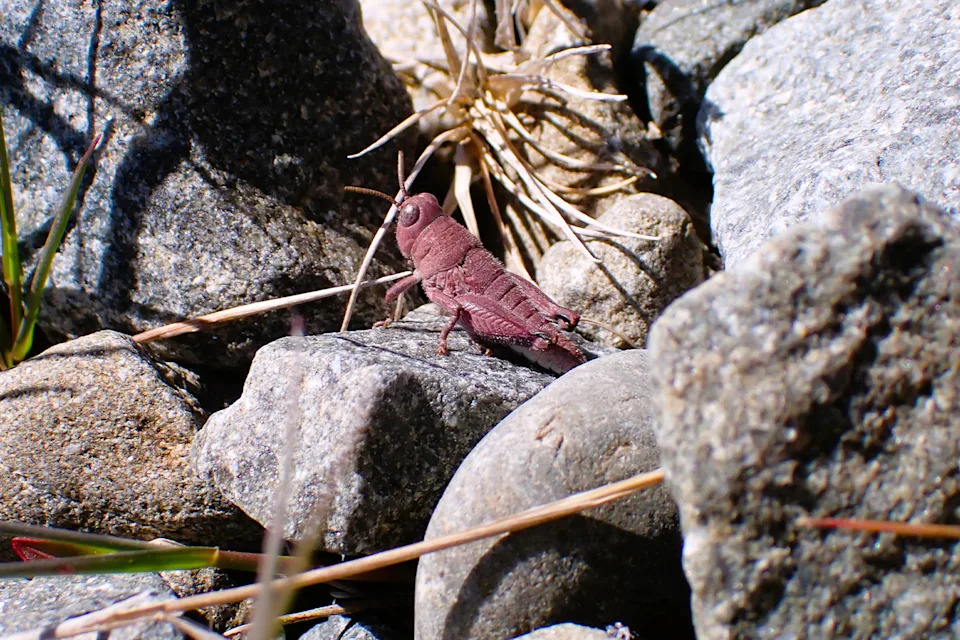 Close up of a pink robust grasshopper from the side.