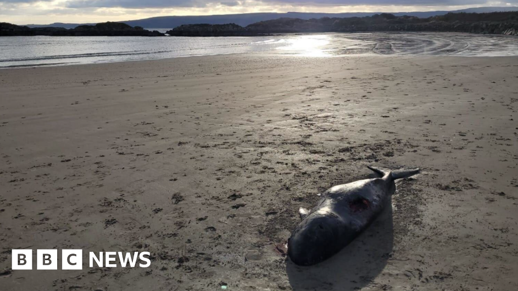 Arctic whale carcass washes up on County Donegal beach