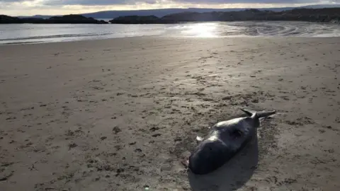 James Milliken/Alena Kunkel/IWDG A beached narwhal carcass is seen on the sand of a beach. A number of foot indents are visible in the sand near to the body of the animal.