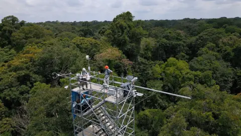 BBC / Tony Jolliffe A scientist and Justin stand on top of a tower which stands above the rainforest. The tower is a skelton structure made up of steel pipes and stairs. 
