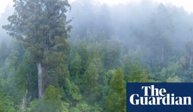 Seven ways Australia’s nature laws are changing after Labor’s deal with the Greens | Australian politics