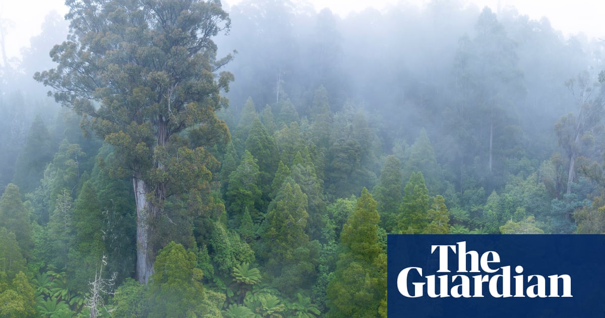 Seven ways Australia’s nature laws are changing after Labor’s deal with the Greens | Australian politics