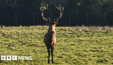 Council seek information after 'callous' beheading of stag at Newbridge Demesne