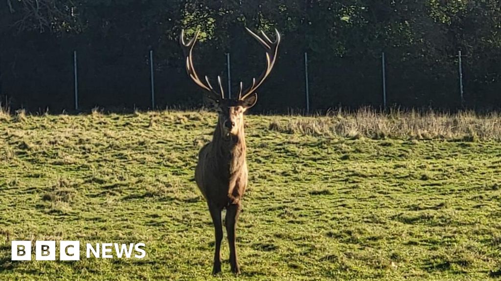 Council seek information after 'callous' beheading of stag at Newbridge Demesne