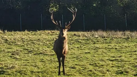 Fingal County Council An image of a stag looking head on in a field.