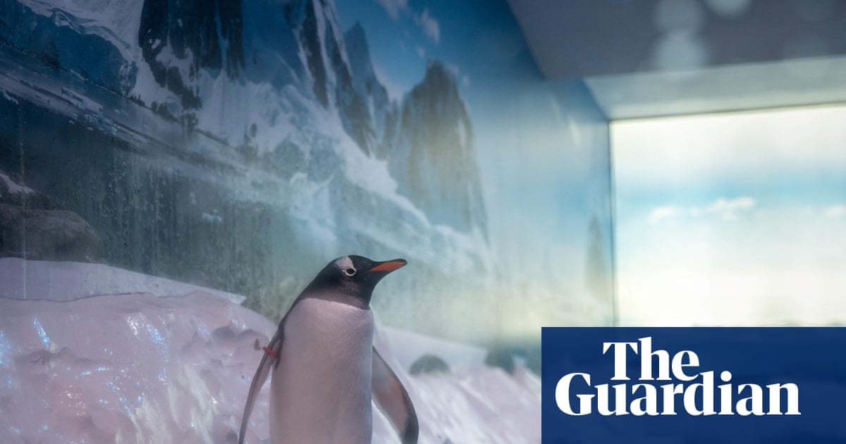 MPs call for release of 15 penguins ‘trapped’ at London aquarium | Animal welfare