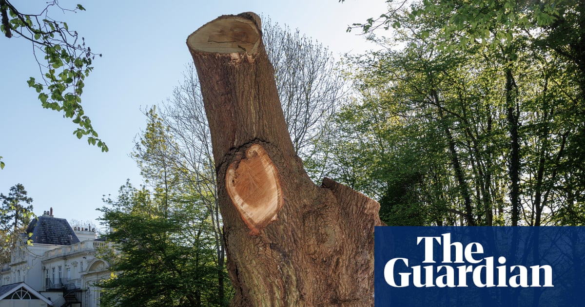 Toby Carvery owner urged to fund ‘life support’ for felled Enfield oak | Trees and forests