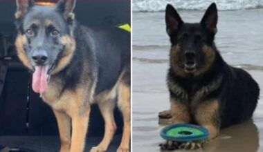 Wynnum: Arnie the German shepherd found dead after police find vehicle stolen three days earlier