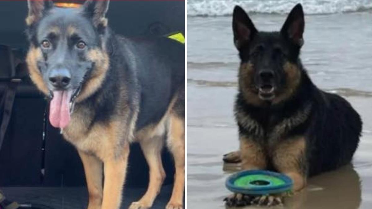 Wynnum: Arnie the German shepherd found dead after police find vehicle stolen three days earlier