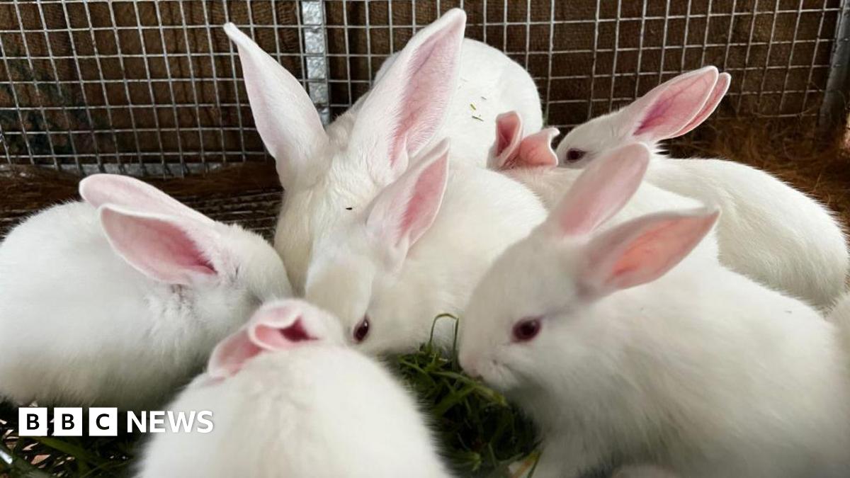 The picture shows a group of six white rabbits huddled closely together inside a wire enclosure. Their fur is very clean and soft-looking, and their ears are upright and pinkish on the inside. The rabbits are gathered around, eating a pile of green grass. They appear calm and are surrounded by a mesh fence, which forms the background of the image.