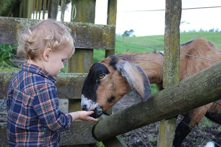 Marshalls Animal Park on McLaren Falls Road, Omanawa, Bay of Plenty is on the hunt for a new owner. Photo / Supplied