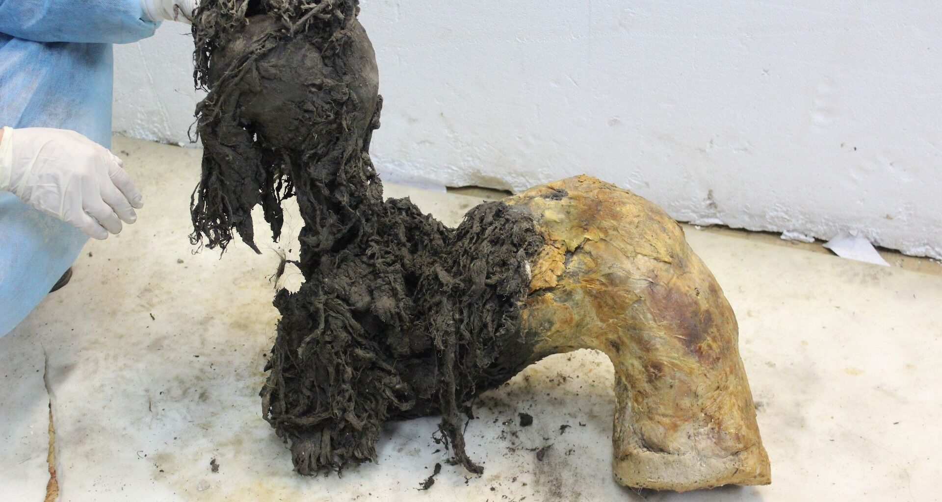 a researcher holds up a preserved mammoth leg