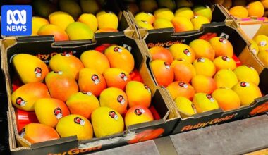 Ruby Gold mango variety to hit Australian supermarket shelves this summer