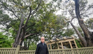 Boroondara Council warns housing plan will reduce tree cover