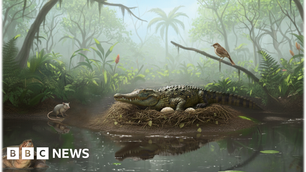 Evidence of ancient tree-climbing 'drop crocs' found in Australia