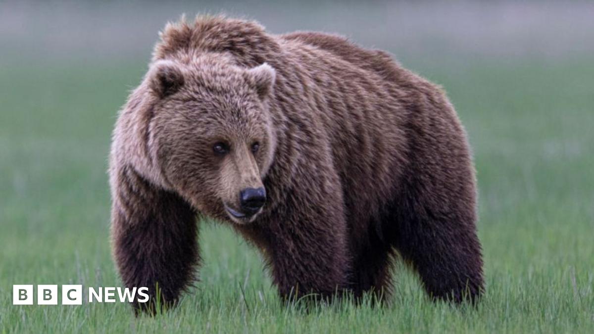 Photo of a grizzly bear standing in grass