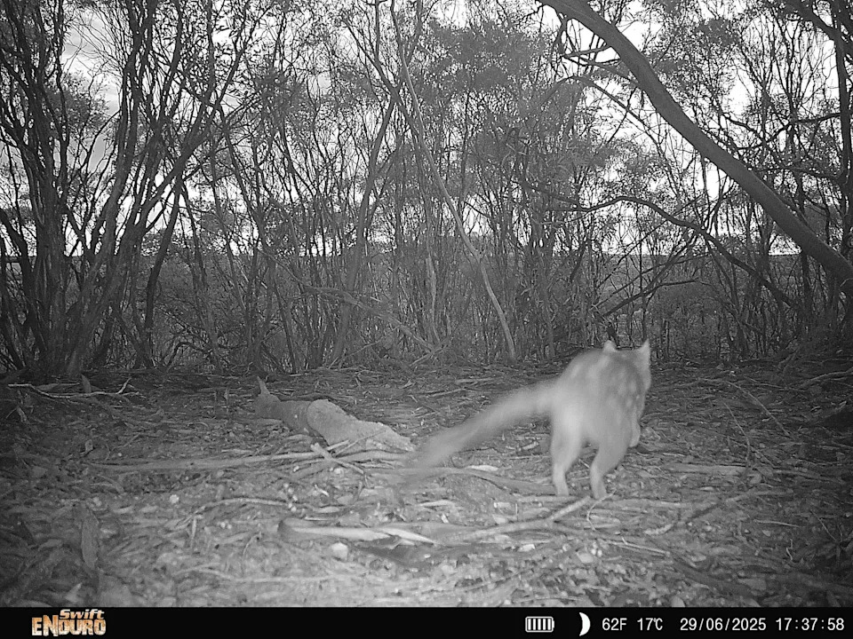A camera trap photo from June, shows an elusive chuditch moving through the Fitz-Stirling corridor. Source: South Coast Natural Resource Management