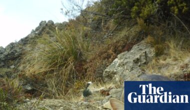 ‘Stone-cold killers’: New Zealand to eradicate feral cats by 2050 | New Zealand