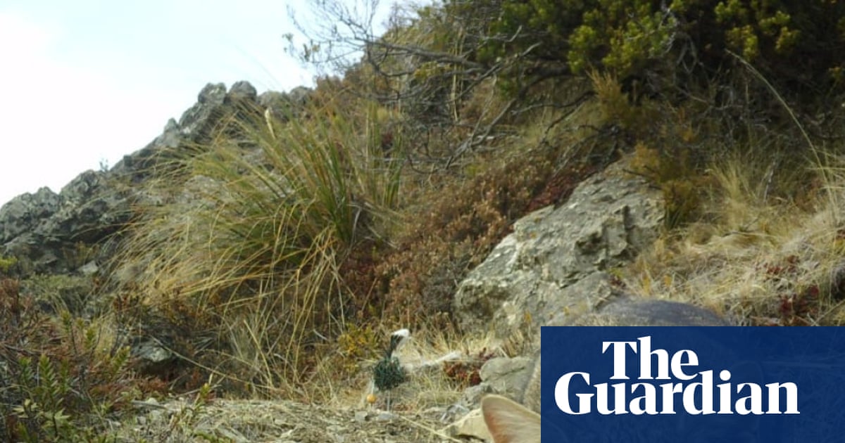 ‘Stone-cold killers’: New Zealand to eradicate feral cats by 2050 | New Zealand